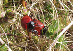 Poplar Leaf Beetles mating (2 of 3) 