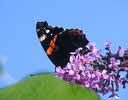 Red Admiral, Staffordshire (4 of 4) 