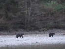 Two Grizzly Bears on River Bank
