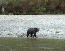 Grizzly Bear on River Bank (2) 
