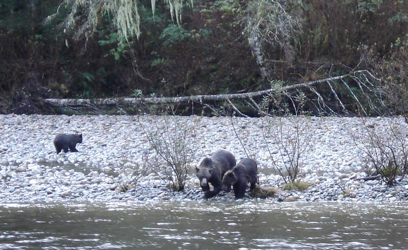 Three Grizzly Bears on River Bank