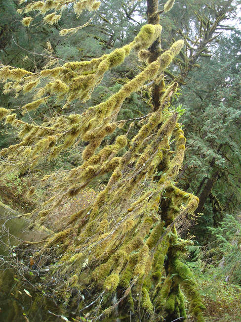 Tree weighted down with moss, Great Bear Forest