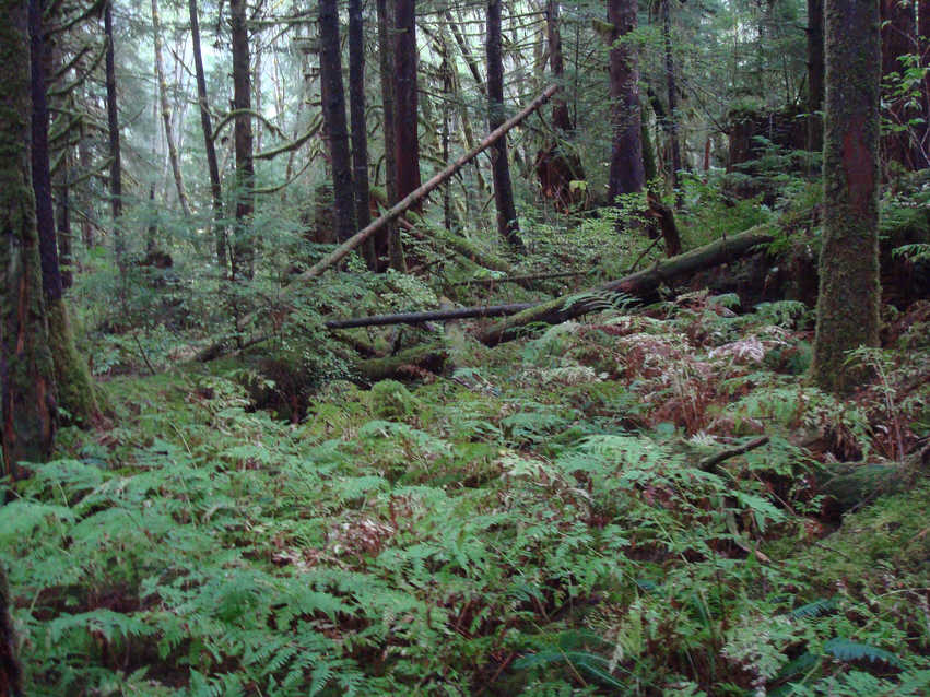 Tangled woodland in the Great Bear Forest