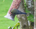 Top view of Coal Tit on Feeder 