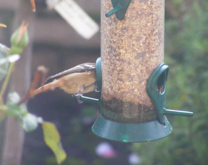 Coal Tit on Feeder in Staffordshire (2 of 2) 