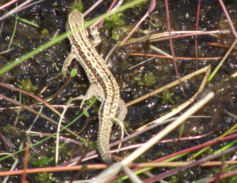 Top view of Common Lizard on Shallow Water 