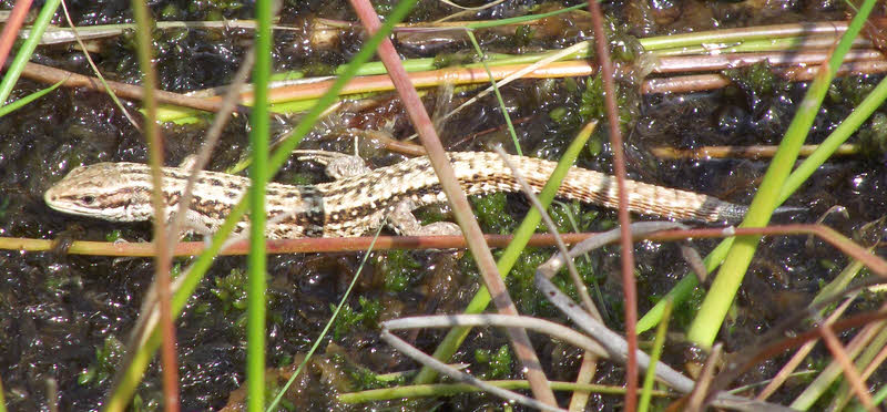 Side view of Common Lizard on mud 