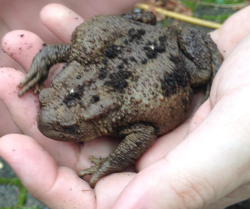 Common Toad 2 