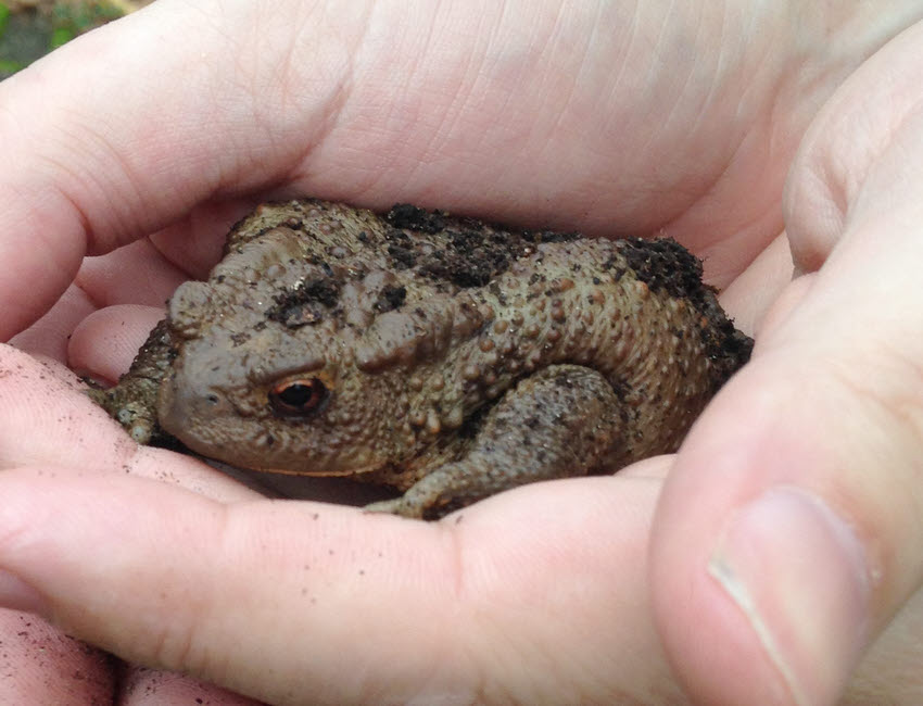 Common Toad 3