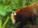 Red Panda (9)