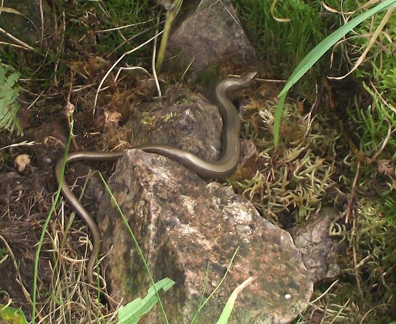 Slow Worm in the rocks (2 of 2) 