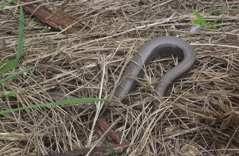Slow Worm on St Bee's Head (1 of 2) 