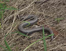 Slow Worm on St Bee's Head (2 of 2) 