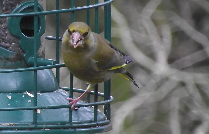 Front view of Female Greenfinch 