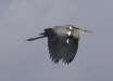 Grey Heron in flight (1)
