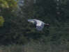 Grey Heron in flight (3)  