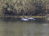 Grey Heron gliding in to land 