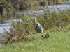 Grey Heron on river bank (1) 