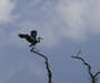 Grey Heron landing on tree top 