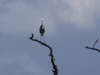Grey Heron on treetop (1) 