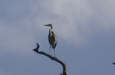 Grey Heron on treetop (2) 