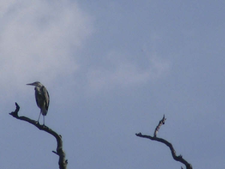 Grey Heron on tree top