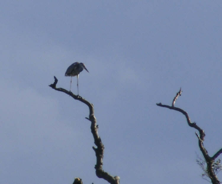 Grey Heron on Tree Top (5) 