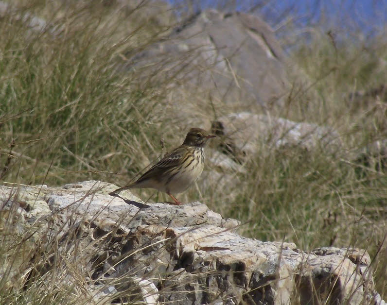 Meadow Pipit on Esk Pike (1 of 2) 