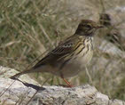 Meadow Pipit Gallery