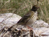 Meadow Pipit on Esk Pike (2 of 2) 