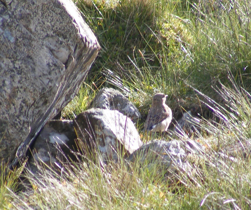 Meadow Pipit on Langdale Pikes (1 of 3)