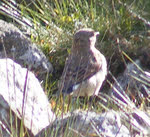 Meadow Pipit on Langdale Pikes (1 of 3) 