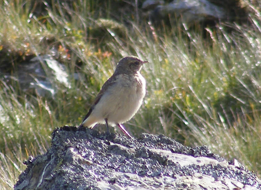 Meadow Pipit on Langdale Pikes (3 of 3) 