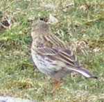 Meadow Pipit on Swirl How (2 of 3) 