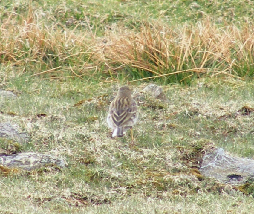 Meadow Pipit on Swirl How (3 of 3) 