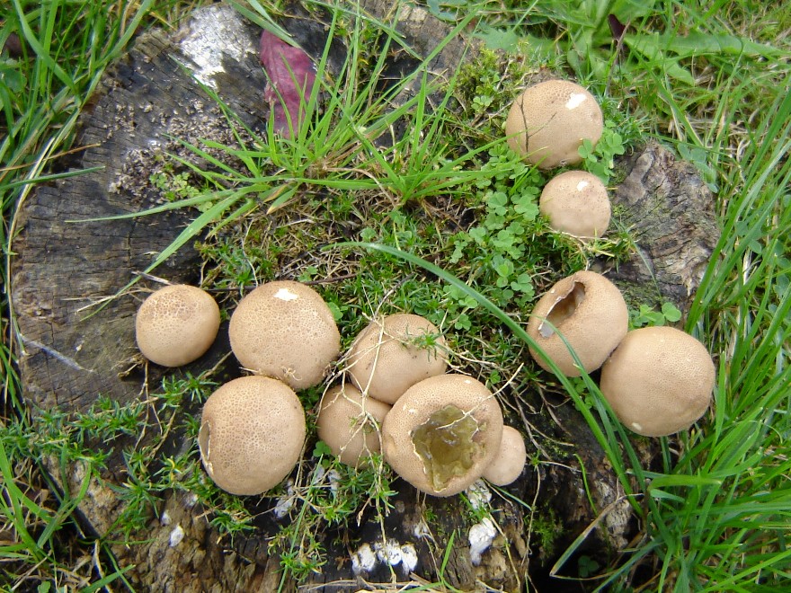 Picture of Puff ball fungus