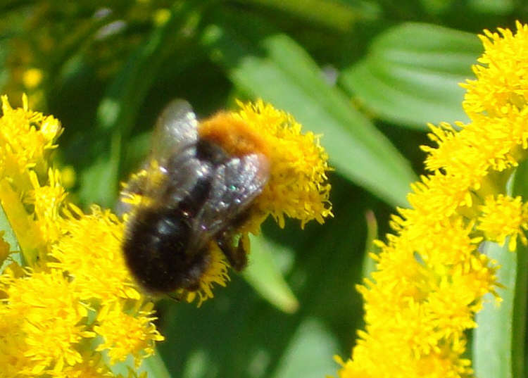 Red Tailed Bumble Bee (1 of 2)