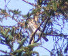 Male Sparrowhawk in Tree (1 of 2) 