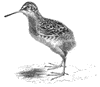 Young Common Snipe