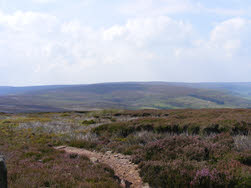 Heather Moors