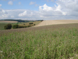 Wolds fields