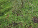 Adder hidden in the Grass 