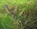 Adder motionless in Grass 