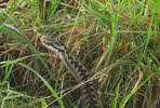 Adder looking over Grass 