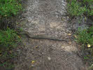 Adder on Path