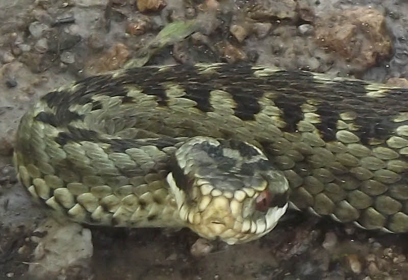 An Adder's Stare 