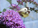 Large White (1 of 2) 