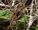 Marsh Fritillary in Ennerdale (1 of 4) 