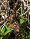 Marsh Fritillary in Ennerdale (2 of 4) 