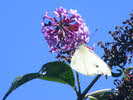 Small White 